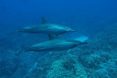 Best Big Island Snorkel f-7