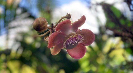 Big Island Waterfalls Adventure f-5