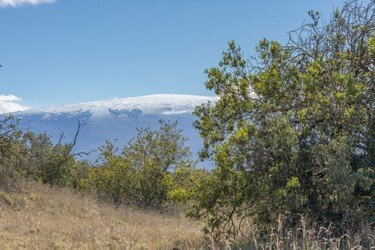 Kona Cruise Ship Guest Special f-5