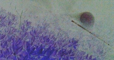 Mackenzie_State_Park_pt._2Kahuna_Research_Group_the_Big_Islands_premier_paranormal_researchers_captured_this_photo_durin