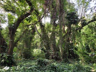 Private Deluxe Hana Tour f-5