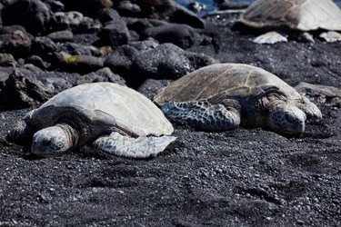Turtles- Big Island Grand Circle Island Tour f-1