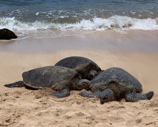 Next-Level Oahu Circle Island Tour f-4