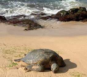 Next-Level Oahu Circle Island Tour f-5