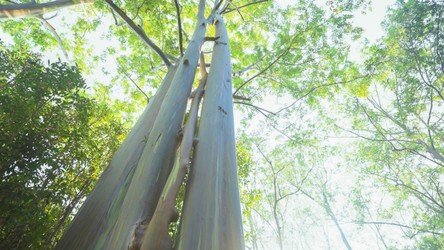 Waterfall_RoadToHana_Maui f-2