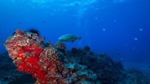 Wreck & Reef Tour f-10