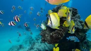 Wreck & Reef Tour f-9